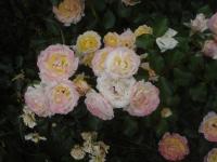Rosa (Růže 'Márk Gergély' - Mnohokvěté růže)