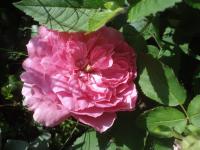 Rosa (Růže 'Obsidio Szegetiana' - Mnohokvěté růže)