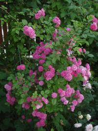 Rosa (Růže 'Pipagyujtó Csarda' - Sadové růže)