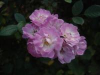 Rosa (Růže 'Schöner Naci' - Mnohokvěté růže)