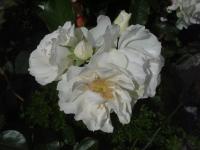 Rosa (Růže 'ThDr Pavol Jantausch' - Skalkové růže)