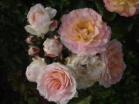 Rosa (Růže 'Zóra Lili' - Mnohokvěté růže)