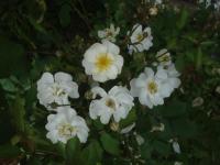 Rosa (Růže 'Zsilinsky Istvan' - Skalkové růže)
