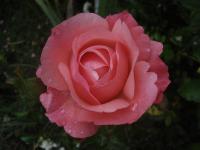 Rosa (Růže 'Esterházy János' - Velkokvěté růže)