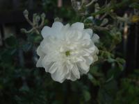 Rosa (Růže 'Felsewhodos' - Mnohokvěté růže)