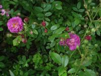 Rosa (Růže 'Mor Ho' - Pokryvné růže)