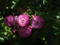 Rosa (Růže 'Mor Ho' - Pokryvné růže)