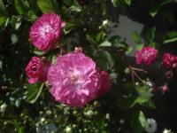 Rosa (Růže 'Mor Ho' - Pokryvné růže)