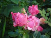 Rosa (Růže 'Csángo Himnus' - Velkokvěté růže)