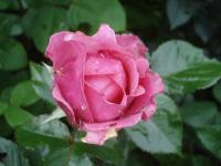 Rosa (Růže 'Csángo Himnus' - Velkokvěté růže)
