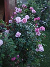 Rosa (Růže 'Aloha' - Pnoucí růže)