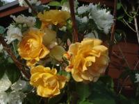 Rosa (Růže 'Autumn Sunset' - Pnoucí růže)