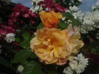 Rosa (Růže 'Autumn Sunset' - Pnoucí růže)