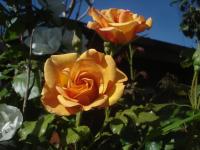 Rosa (Růže 'Autumn Sunset' - Pnoucí růže)