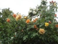 Rosa (Růže 'Autumn Sunset' - Pnoucí růže)
