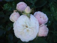 Rosa (Růže 'Buquet Parfait' - Mnohokvěté růže)