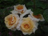 Rosa (Růže 'Dr Hermann Schulze-Delisch' - Mnohokvěté růže)
