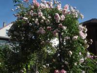 Rosa wichuraiana (Růže Wichurové 'Edmond Proust')