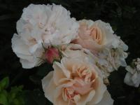 Rosa (Růže 'Eifelzauber' - Sadové růže)