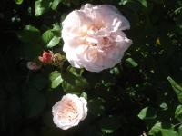 Rosa (Růže 'Eifelzauber' - Sadové růže)