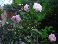 Rosa (Růže 'Indra' - Pnoucí růže)