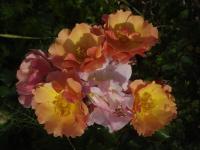 Rosa (Růže 'Jazz' - Mnohokvěté růže)