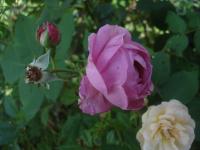 Rosa (Růže 'L'Ouche')
