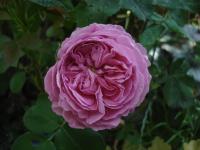 Rosa (Růže 'L'Ouche')