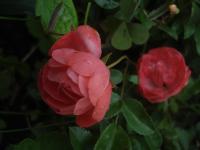 Rosa (Růže 'Margo Koster' - Mnohokvěté růže)