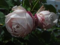 Rosa (Růže 'Marie Dermar' - Historické růže)