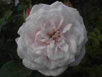 Rosa (Růže 'Marie Dermar' - Historické růže)