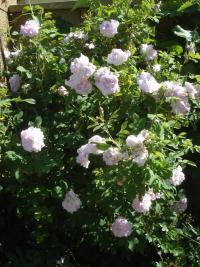 Rosa (Růže 'Martin Frobisher' - Sadové růže)