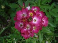 Rosa (Růže 'Red Ballerina' - Mnohokvěté růže)