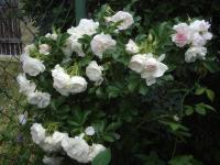 Rosa (Růže 'Ritausma' - Sadové růže)