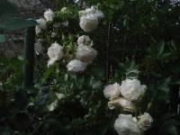 Rosa (Růže 'Ritausma' - Sadové růže)