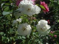 Rosa (Růže 'Sea Foam' - Pokryvné růže)