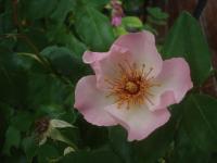 Rosa (Růže 'Sourire d'Isabelle' - Pnoucí růže)