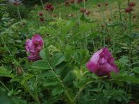 Rosa (Růže 'Souvenir de Trelazé' - Sadové růže)