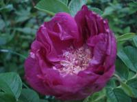 Rosa (Růže 'Souvenir de Trelazé' - Sadové růže)