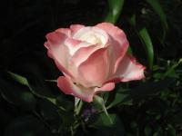 Rosa (Růže 'Tourbilon' - Mnohokvěté růže)