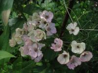 Rosa (Růže 'Alden Biesen' - Mnohokvěté růže)