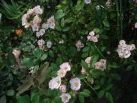 Rosa (Růže 'Alden Biesen' - Mnohokvěté růže)