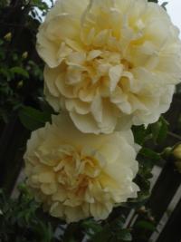 Rosa rugosa (Růže svraskalá 'Agnes')