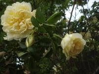 Rosa rugosa (Růže svraskalá 'Agnes')