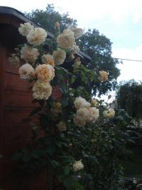 Rosa (Růže 'Buff Beauty' - Sadové růže)