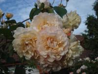 Rosa (Růže 'Buff Beauty' - Sadové růže)