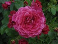 Rosa (Růže 'Domaine St Jean de Beauregard' - Mnohokvěté růže)