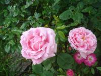 Rosa (Růže 'Dr Edvard Beneš' - Velkokvěté růže)