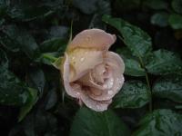 Rosa (Růže 'Edouard Vermeulen' - Velkokvěté růže)