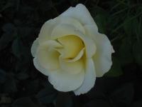 Rosa (Růže 'Iréne Frain' - Velkokvěté růže)